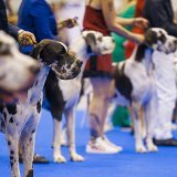 Plus de 21'500 chiens de race ont été présentés lors du World Dog Show 2023 qui a été organisé pour la première fois en Suisse.